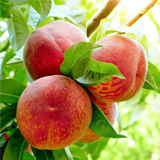 HARVESTER Peach (2 Gallon Container)