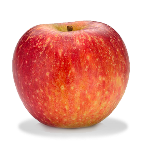 Stayman Apple (bare root)