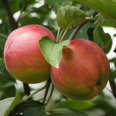 Whitney Crabapple (bare root)