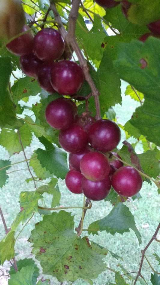RUBYCRISP™ Muscadine (1 Gallon Container/Trade Gallon) Patented 'Ga. 8-1-338' PPAF