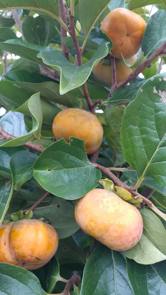 FUYU Persimmon 3 Gallon Container