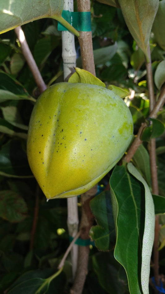 TANENASHI 3 Gallon Container