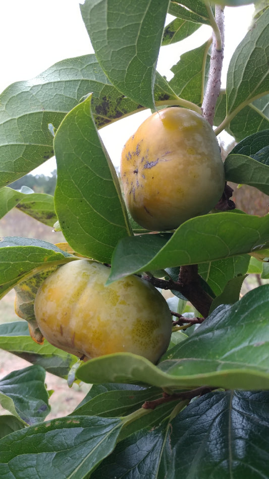 MATSUMOTO 3 Gallon Container