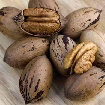 CADDO Pecan (bare root)