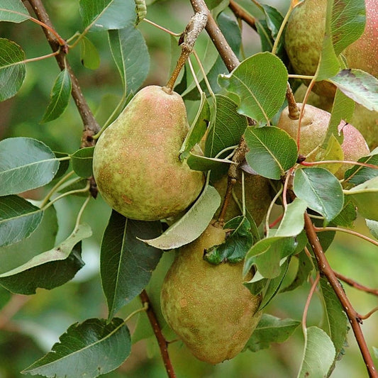 ORIENT Pear (bare root)
