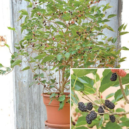 Dwarf Everbearing Mulberry  (1 Gallon Container/Trade Gallon)