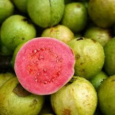 Guava 3 Gallon Container (3-5 foot)
