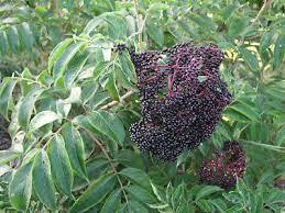 Wyldewood Elderberry (1 Gallon Container/Trade Gallon)