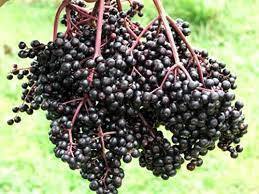 Bob Gordon Elderberry (1 Gallon Container/Trade Gallon)