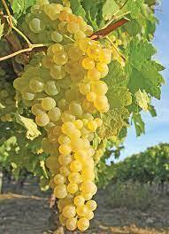 Himrod Grape (Seedless) (1 Gallon Container/Trade Gallon)