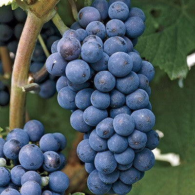 Concord Grape (Seedless) ( 1 Gallon Container /Trade Gallon)
