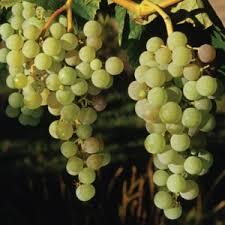 Himrod Grape (Seedless) (1 Gallon Container/Trade Gallon)