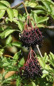 Ranch Elderberry (3 Gallon Container)