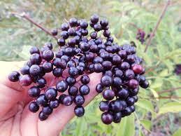 York Elderberry (1 Gallon)