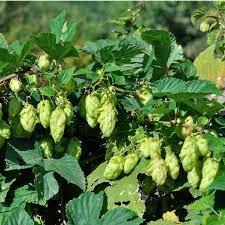 Cascade Hops (1 Gallon Container)