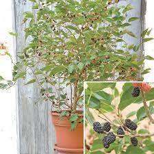 Dwarf Everbearing Mulberry (3 Gallon Container)