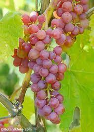 VANESSA SEEDLESS (Bare Root)