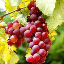 Flame Grapes (Seedless) (1 Gallon Container/Trade Gallon)