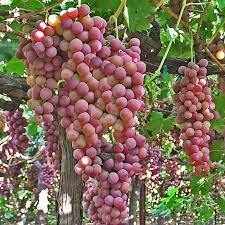 Flame Grapes (Seedless) (1 Gallon Container/Trade Gallon)