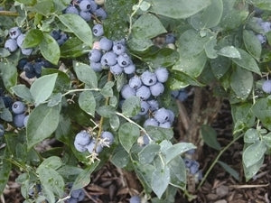 ALAPAHA Blueberry (1 Gallon Container/Trade Gallon)