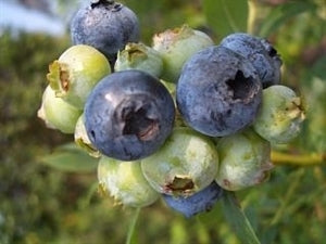 BALDWIN Blueberry (bare root)