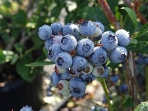 BILOXI Blueberry (Bare root)