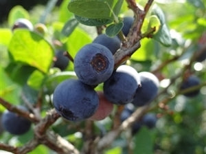 BONITA Blueberry (bare root)