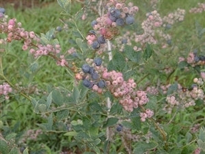 BRIGHTWELL Blueberry (bare root)