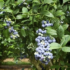 CENTURION Blueberry (bare root)