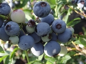 CHAUCER Blueberry (bare root)