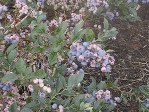 CLIMAX Blueberry (1 Gallon Container/Trade Gallon)