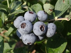 JUBILEE Blueberry (1 Gallon Container/Trade Gallon)