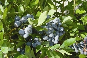 OCHLOCKONEE Blueberry (1 Gallon Container/Trade Gallon)