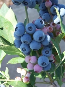 POWDERBLUE Blueberry (1 Gallon Container/Trade Gallon)