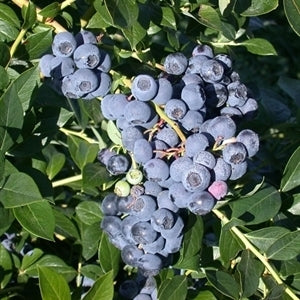 Northern Highbush Blueberries