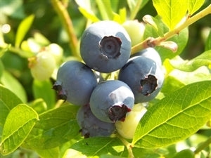 Southern Highbush Blueberries