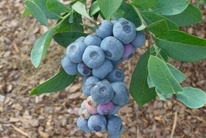 Rabbiteye Blueberries