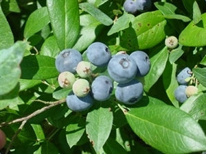 VERNON Blueberry (3 Gallon Container)