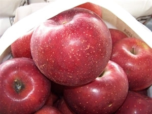 RED ROME Apple (bare root)