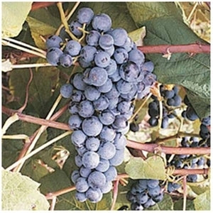 MARS SEEDLESS (1 Gallon Container/Trade Gallon)