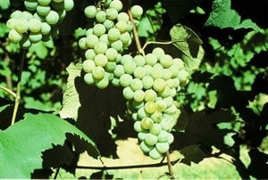 NIAGARA (1 Gallon Container/Trade Gallon)