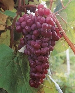 Redline Grape RELIANCE RED SEEDLESS Grape 1 Gallon Container – Bottoms Nursery