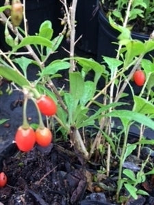 Lycium Barbarum; Goji Berry (3 Gallon Container)