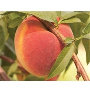 CONTENDER Peach (bare root)