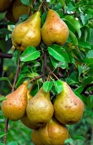 PINEAPPLE Pear (bare root)