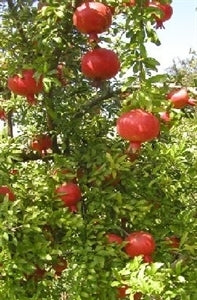 RUSSIAN 26 1 gallon container/trade gallon