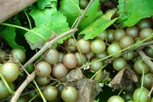 CARLOS Muscadine (1 Gallon Container/Trade Gallon)