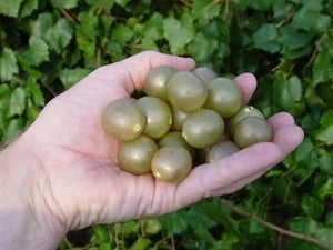HIGGINS Muscadine (bare root)