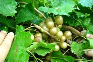 MAGNOLIA Muscadine (1 Gallon Container/Trade Gallon)