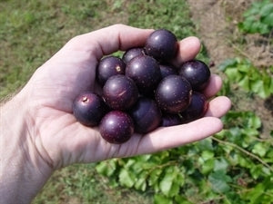 NESBITT Muscadine (1 Gallon Container/Trade Gallon)